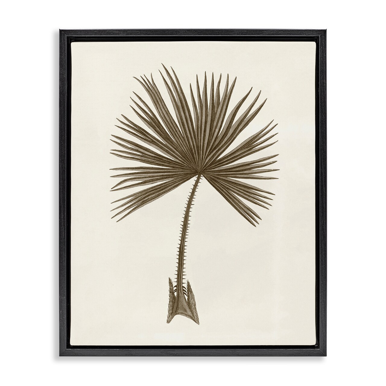 Stupell Industries Vintage Study of Palm Leaf Floating Frame Design by Phillipa Katz